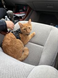 Lost Male Cat last seen Queensberry Ave & Drayton Ln, Springfield, VA 22151
