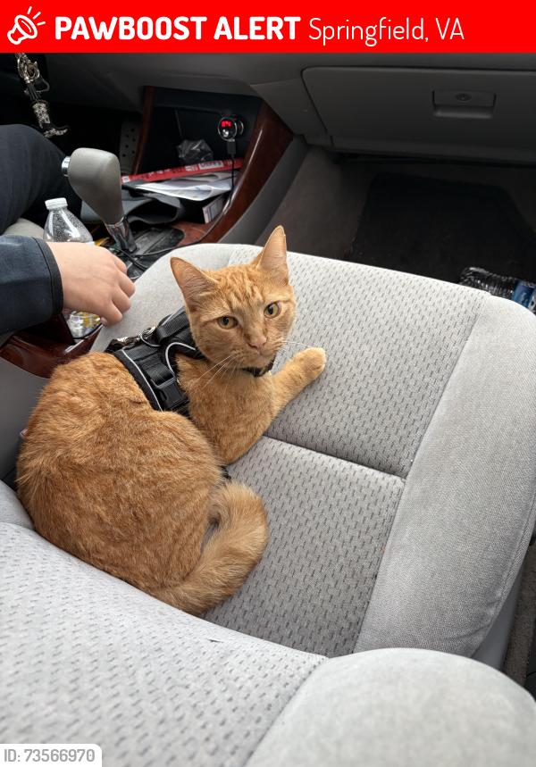 Lost Male Cat last seen Queensberry Ave & Drayton Ln, Springfield, VA 22151