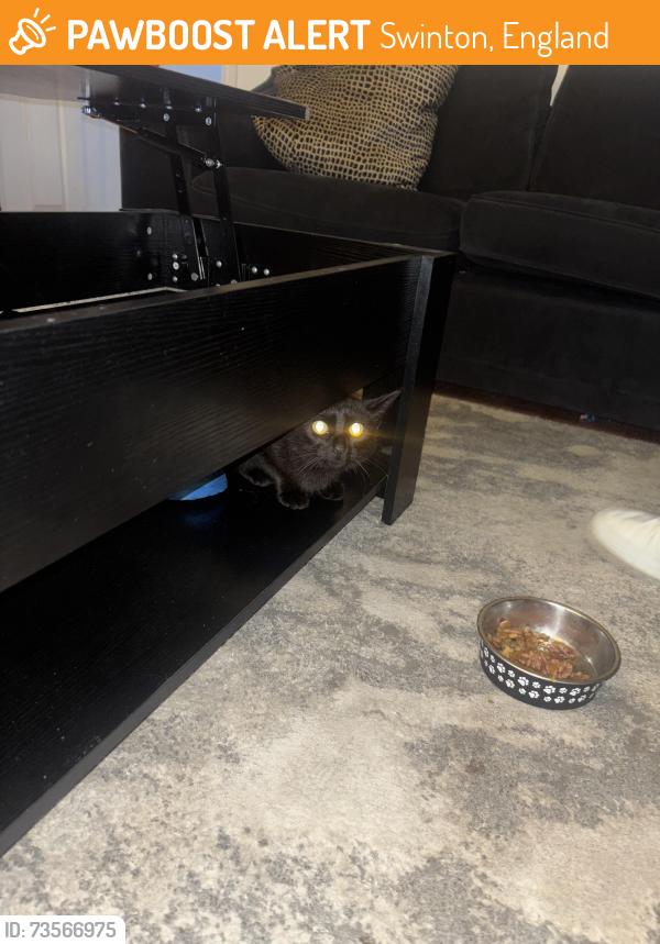 Found/Stray Female Cat last seen Charles Street, Swinton, England 