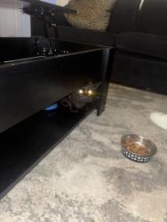 Found/Stray Female Cat last seen Charles Street, Swinton, England 