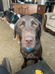 Lost Male Dog last seen Lindsay Bebber Road, Alexander County, NC 28681