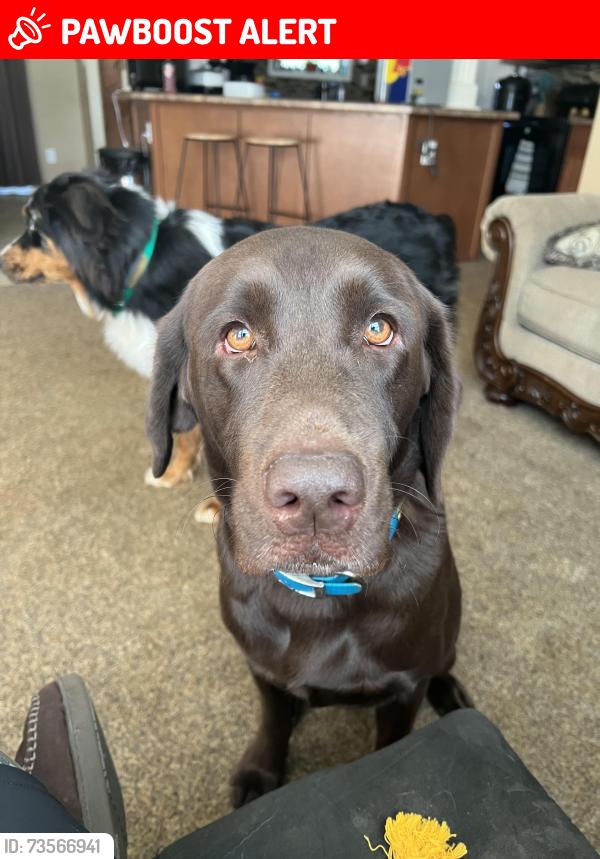 Lost Male Dog last seen Lindsay Bebber Road, Alexander County, NC 28681
