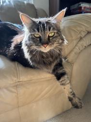 Reunited Unknown Cat last seen USF Campus, San Francisco, CA 94118