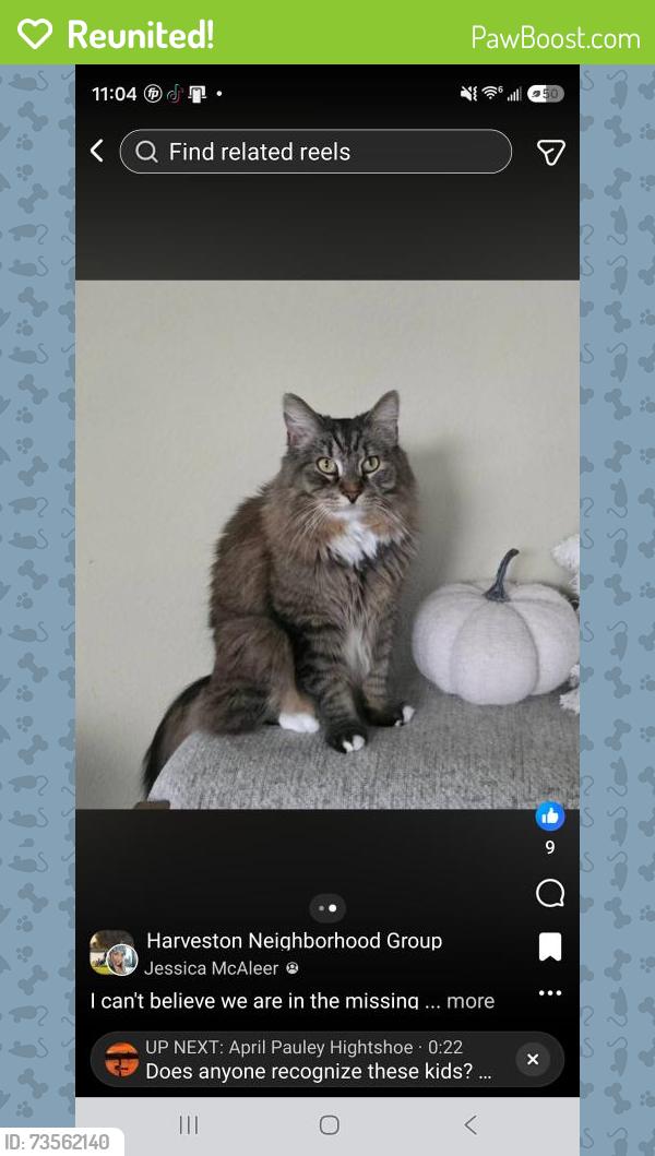 Reunited Male Cat last seen Harveston lake, Temecula, CA 92591