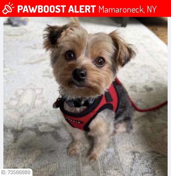 Lost Female Dog last seen Holly Place, Larchmont, Ny, UsaI, Mamaroneck, NY 10538
