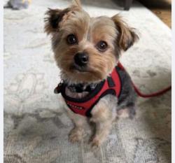 Lost Female Dog last seen Holly Place, Larchmont, Ny, UsaI, Mamaroneck, NY 10538