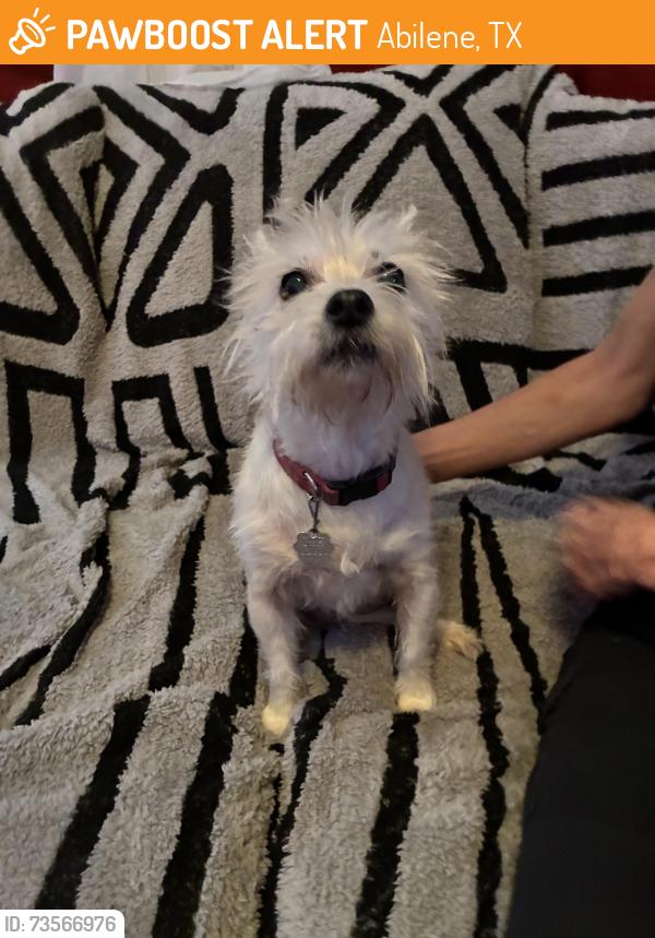 Found/Stray Female Dog last seen South 7th, Abilene Texas, Abilene, TX 79602