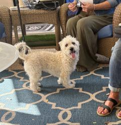 Found/Stray Female Dog last seen Corner of I30 and Fielder Rd., Arlington, TX 76012