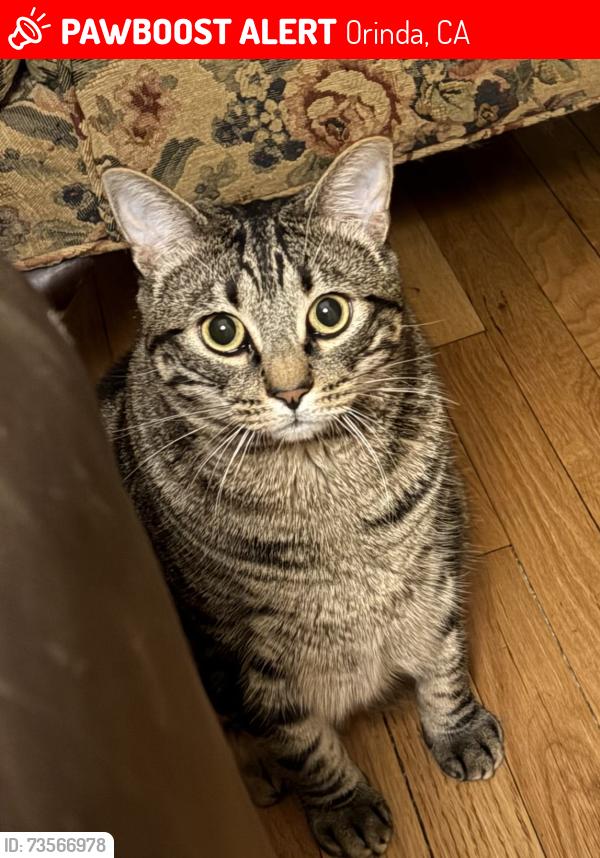 Lost Male Cat last seen Casa Vieja, Orinda, Orinda, CA 94563