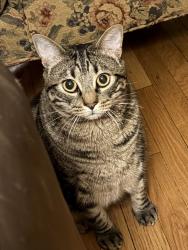 Lost Male Cat last seen Casa Vieja, Orinda, Orinda, CA 94563
