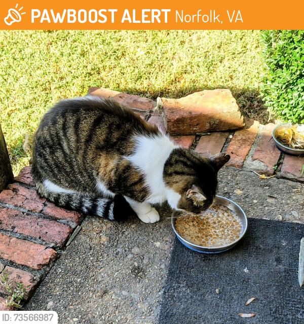 Found/Stray Female Cat last seen Tarrallton Park, Norfolk, VA 23518