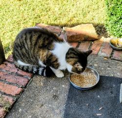 Found/Stray Female Cat last seen Tarrallton Park, Norfolk, VA 23518