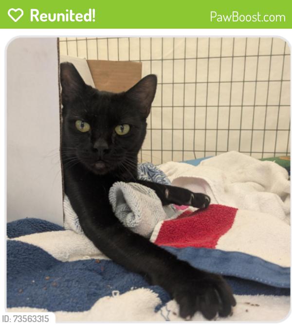 Reunited Female Cat last seen Regent Street near Dwight Way, Berkeley, CA 94704