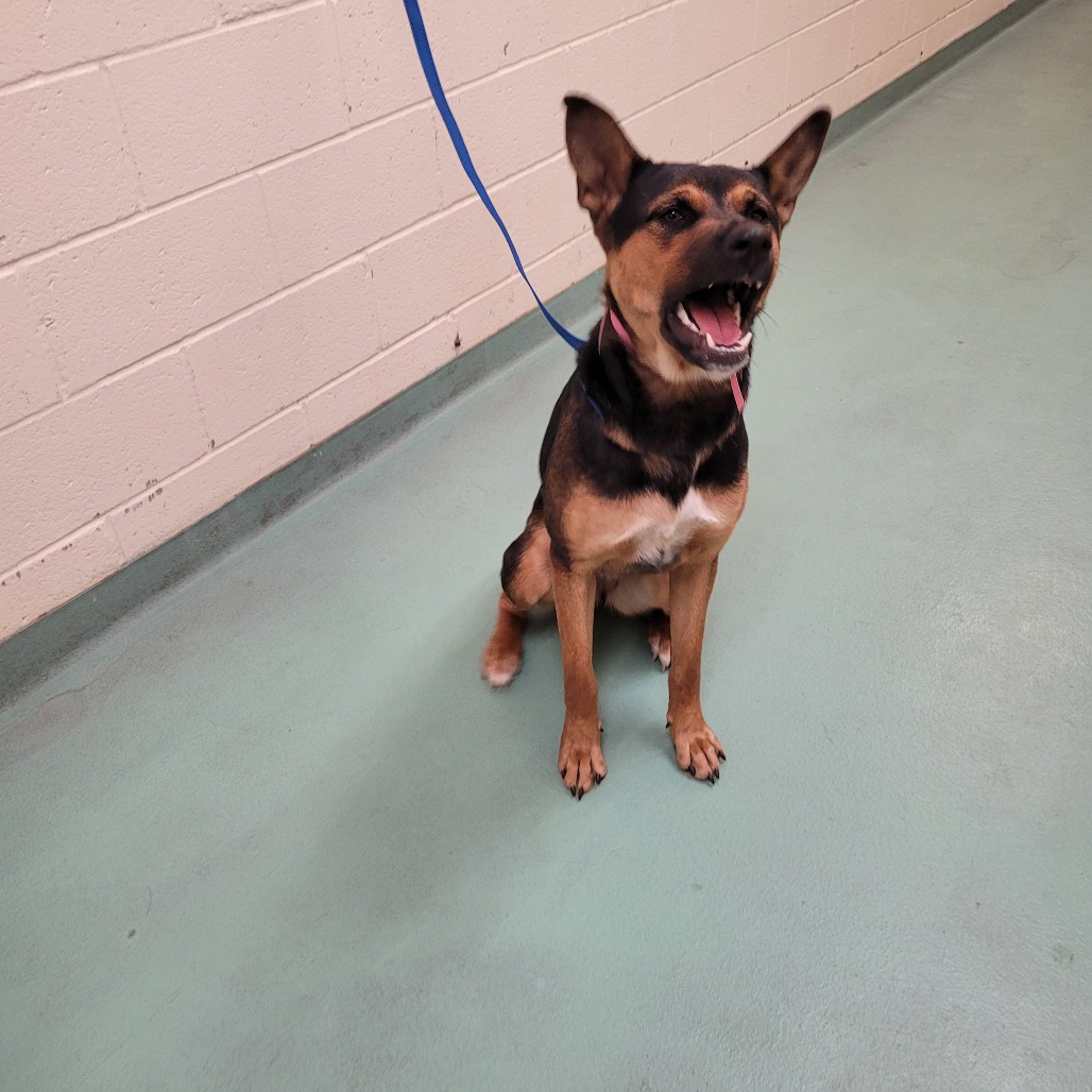 Shelter Stray Female Dog last seen , 2350 Appling City Cove, Memphis, TN 38133, USA