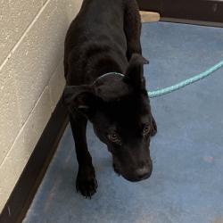 Shelter Stray Female Dog last seen , 2350 Appling City Cove, Memphis, TN 38133, USA