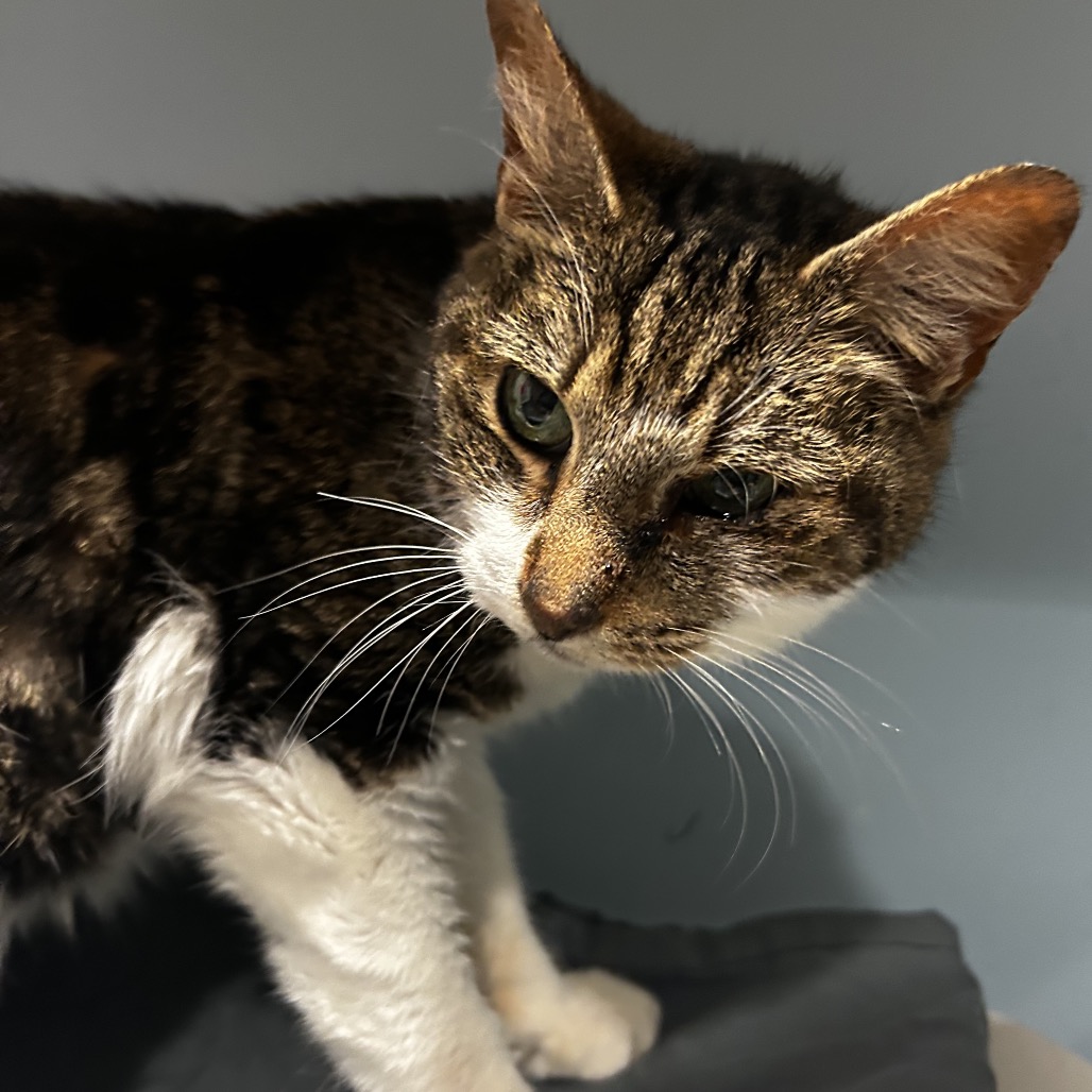 Shelter Stray Female Cat last seen , 4500 N Access Rd, Chattanooga, TN 37415, USA