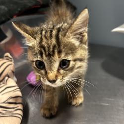 Shelter Stray Female Cat last seen , 4500 N Access Rd, Chattanooga, TN 37415, USA