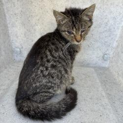 Shelter Stray Male Cat last seen , 4500 N Access Rd, Chattanooga, TN 37415, USA