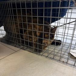Shelter Stray Female Cat last seen , 1244 N Delsea Dr, Vineland, NJ 08360, USA