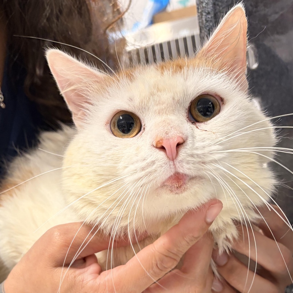 Shelter Stray Male Cat last seen , 124 Evergreen Ave, Newark, NJ 07114, USA