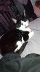 Lost Female Cat last seen Cookson street, South Yorkshire, England 