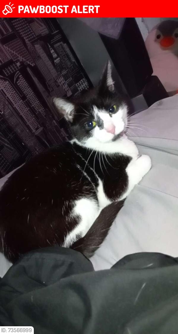 Lost Female Cat last seen Cookson street, South Yorkshire, England 