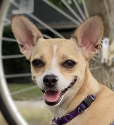 Reunited Female Dog last seen Boyden Ave and Elmwood Ave, Maplewood, NJ 07040