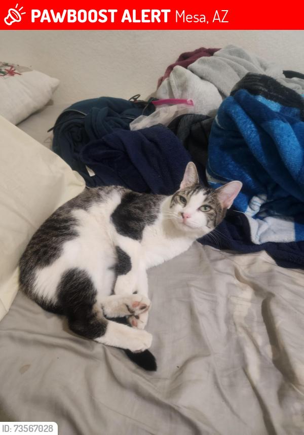 Lost Male Cat last seen North, northwest and around the neighborhood, Mesa, AZ 85204