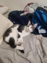 Lost Male Cat last seen North, northwest and around the neighborhood, Mesa, AZ 85204