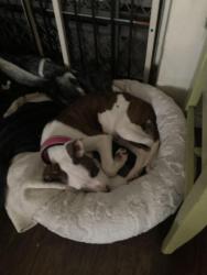 Found/Stray Female Dog last seen Glendora/ Swain, Stockton, CA 95207