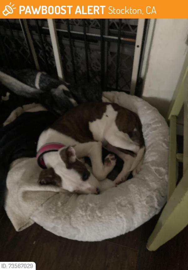 Found/Stray Female Dog last seen Glendora/ Swain, Stockton, CA 95207