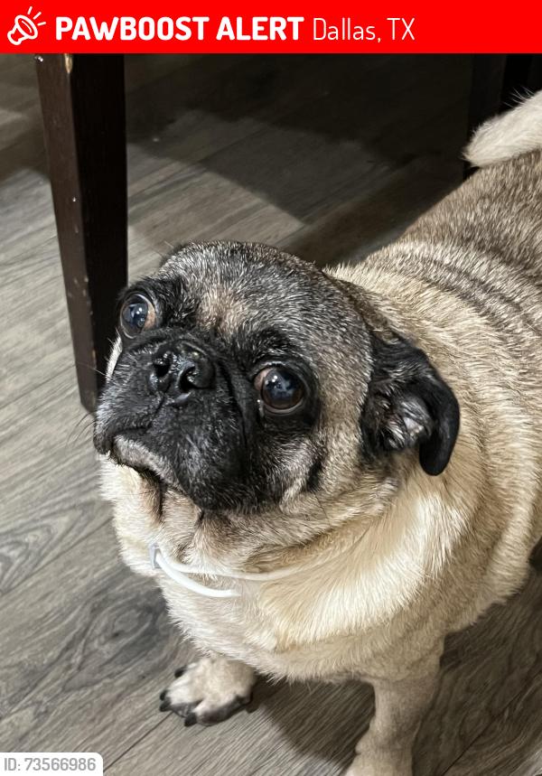 Lost Male Dog last seen Camp wisdom, Dallas, TX 75237