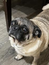 Lost Male Dog last seen Camp wisdom, Dallas, TX 75237