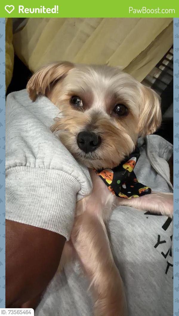 Reunited Male Dog last seen Striebel rd, Livingston, Columbus, OH 43227