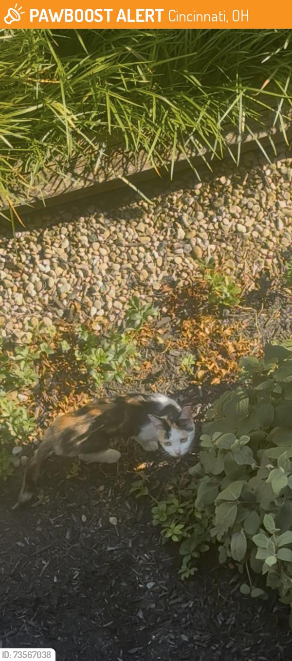 Found/Stray Unknown Cat last seen Viewpointe Dr, Cincinnati, OH 45209