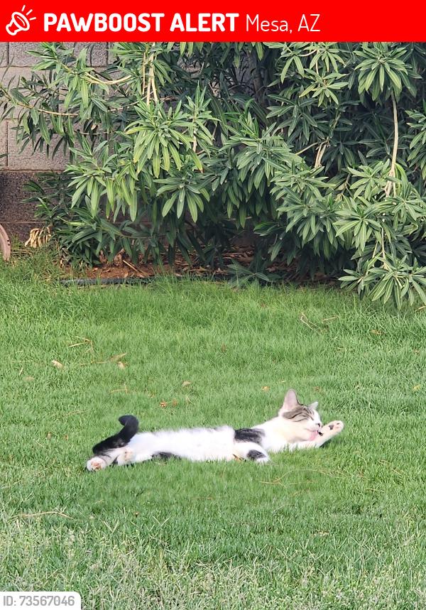 Lost Male Cat last seen Near, Mesa, AZ 85206