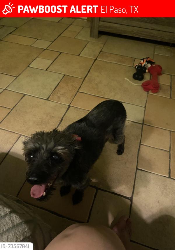 Lost Female Dog last seen Ascarate y sambrano, El Paso, TX 79905