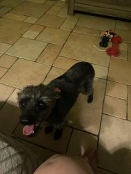 Lost Female Dog last seen Ascarate y sambrano, El Paso, TX 79905