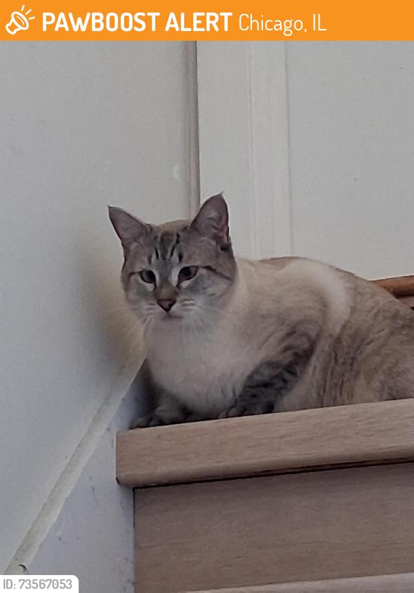 Found/Stray Unknown Cat last seen Harlem and Diversey, Chicago, IL 60634