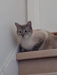 Found/Stray Unknown Cat last seen Harlem and Diversey, Chicago, IL 60634