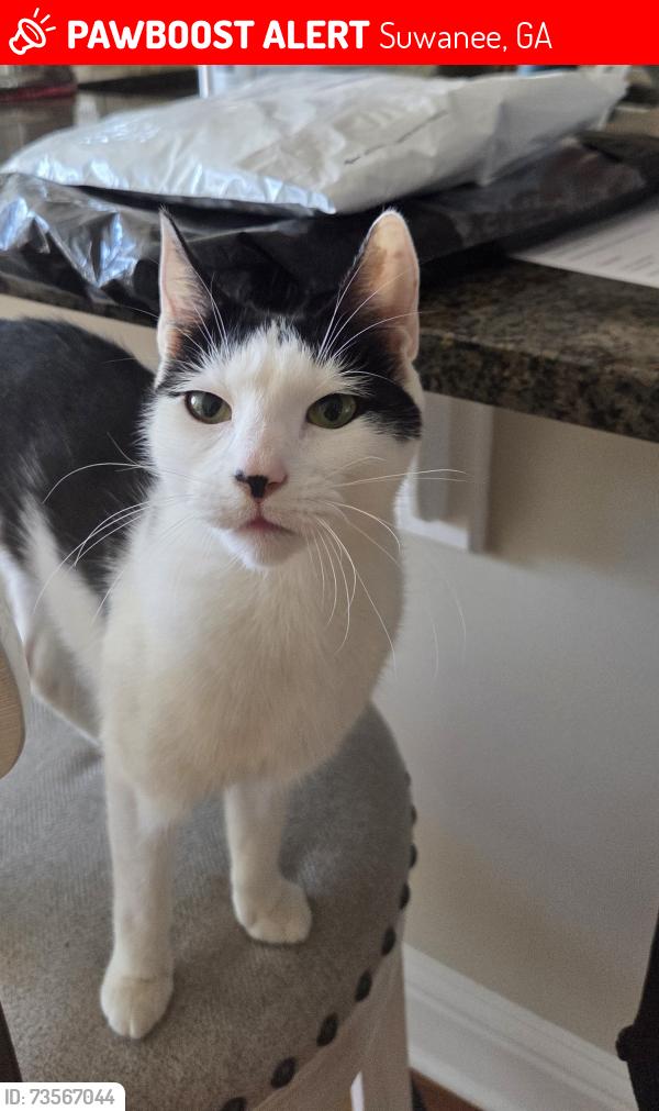Lost Female Cat last seen Three Bridges Sub-Division - PIB and Suwanee Dam Rd, Suwanee, GA 30024
