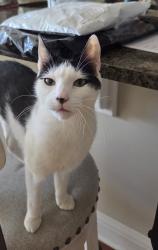 Lost Female Cat last seen Three Bridges Sub-Division - PIB and Suwanee Dam Rd, Suwanee, GA 30024