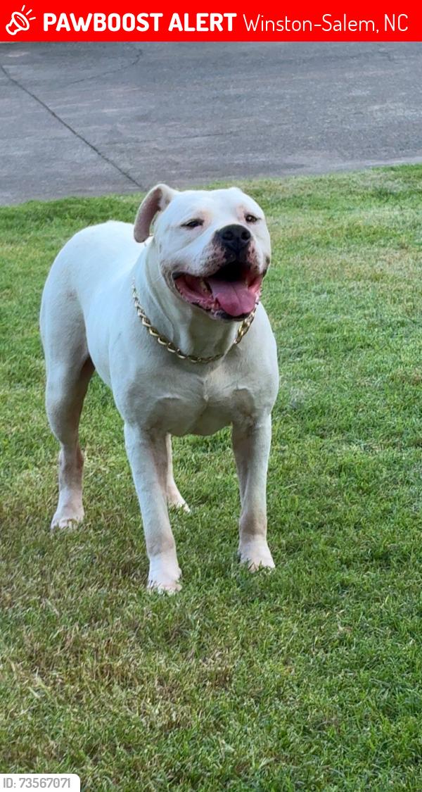 Lost Male Dog last seen Motor rd, Winston-Salem, NC 27105