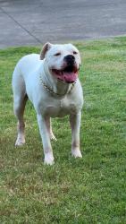 Lost Male Dog last seen Motor rd, Winston-Salem, NC 27105