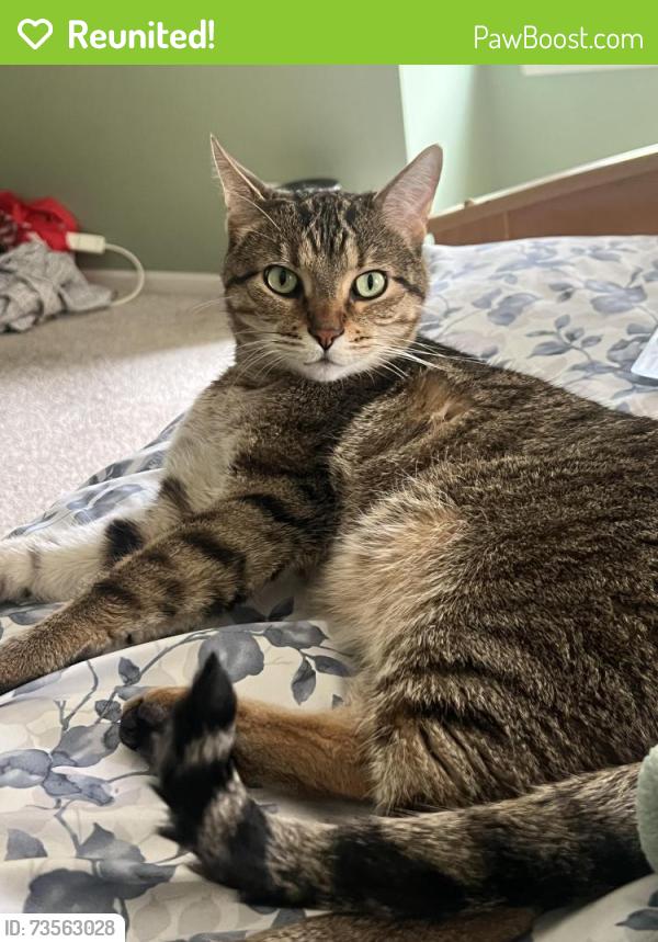 Reunited Male Cat last seen Summerhouse Drive, Plainfield IL, Plainfield, IL 60585