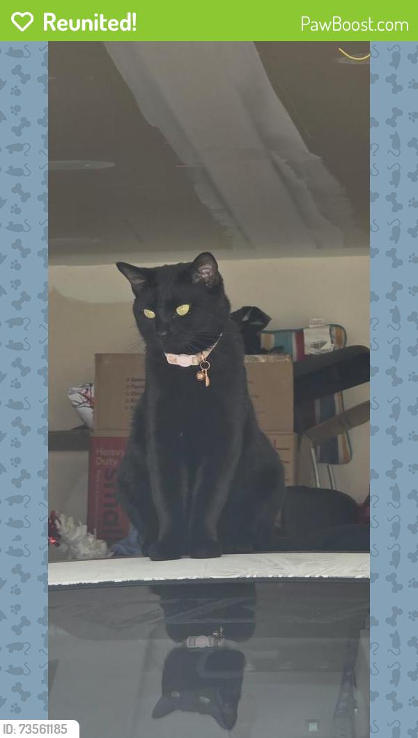 Reunited Female Cat last seen Mockingbird Meadows Dr off East Emory Rd, Knoxville, TN 37938