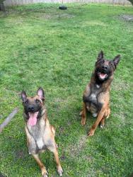 Reunited Male Dog last seen Stanwich Road, Greenwich, Greenwich, CT 06831