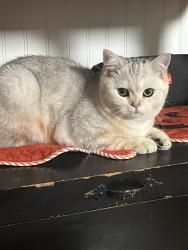 Reunited Unknown Cat last seen Burbank and Lankershim, Los Angeles, CA 91601
