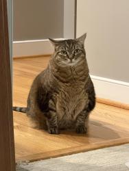 Lost Female Cat last seen Brook creek crossing, Midlothian, VA 23113