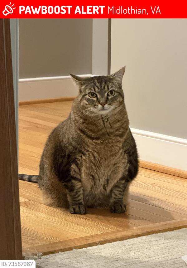 Lost Female Cat last seen Brook creek crossing, Midlothian, VA 23113